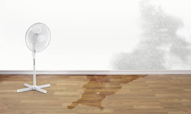 Best Professional water damage repair  in Taylor, AL